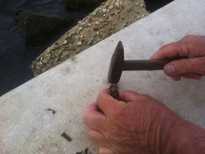 Uso del martello per rompere il guscio dei paguri al fine di utilizzarli come esca